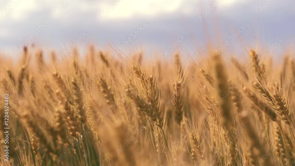 ears wheat field sky summer farm. griculture. farming. eco friendly wheat farm. golden wheat field. golden pure field over blue sky summer day morning. rye field with golden ears wheat cloudy sky ears wheat field sky summer farm. griculture. farming. eco friendly wheat farm. golden wheat field. golden pure field over blue sky summer day morning. rye field with golden ears wheat cloudy sky