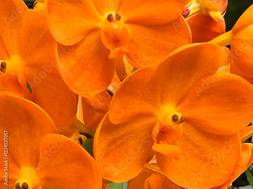 Wallpaper Mural Closeup petals of Blooming orchid.A hybrid between Vanda and ascocenda orange species, Torontodigital.ca