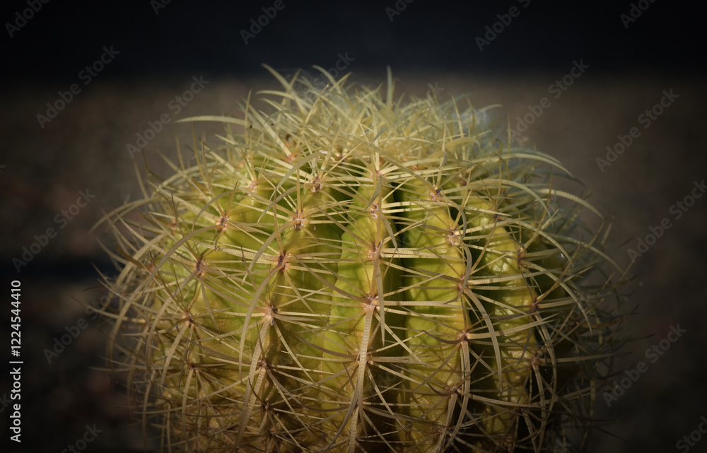 Cactus plant Cactus plant with their large defensive thorns and spikes living in dry areas and tropical climates Cactus plant Cactus plant with their large defensive thorns and spikes living in dry areas and tropical climates