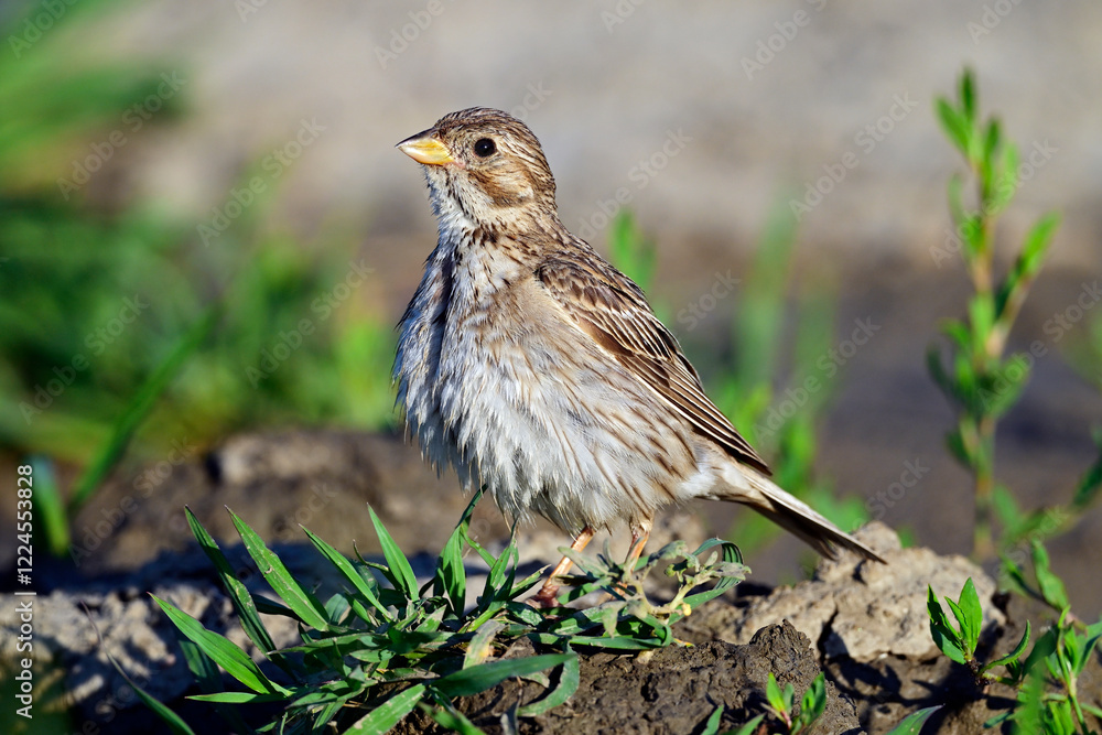 Naklejka premium Grauammer - Weibchen // Corn Bunting - female (Emberiza calandra)