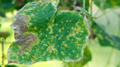 Diseased cucumber leaf affected by tobacco mosaic virus or other fungal infections. Peronosporaceae, Erysiphales, Sclerotinia sclerotiorum, Botrytis, Sclerotinia, Apiognomonia errabunda, Phytophthora