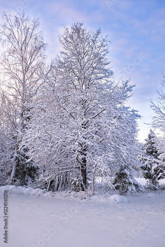 Wallpaper Mural Fairytale winter landscape in Skaraborg Sweden one day before Christmas Torontodigital.ca