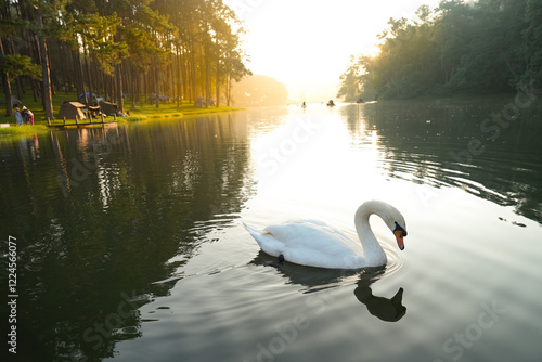 A swans white in Pang Ung Reservoir, a lake and viewpoint, Mae Hong Son, Thailand.