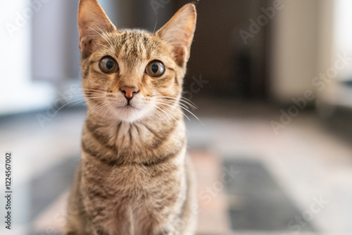 Close up of a cat staring at the camera
