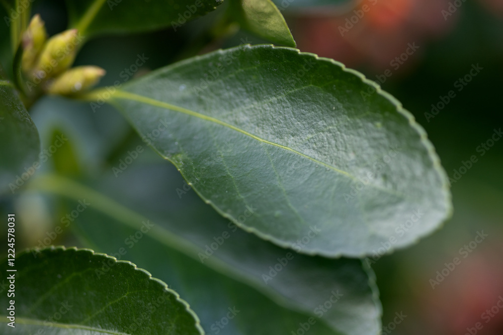 Green leaf and buds of Japanese birch bark in close-up Green leaf and buds of Japanese birch bark in close-up