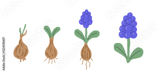 Grape Hyacinth Hand Drawn Illustration. Flower Growth Stages. Spring Flowers Drawing.
