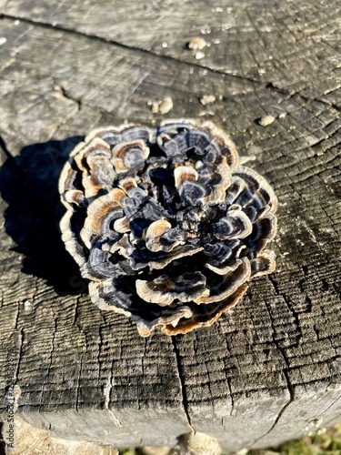 Trametes versicolor tree mushrooms like a rose