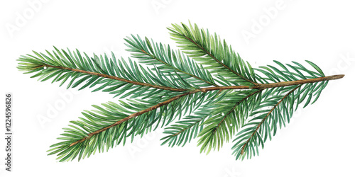 Wallpaper Mural Watercolor Drawing of an Evergreen Fir Tree Branch Isolated on Transparent Background for Artistic and Holiday Designs. Torontodigital.ca