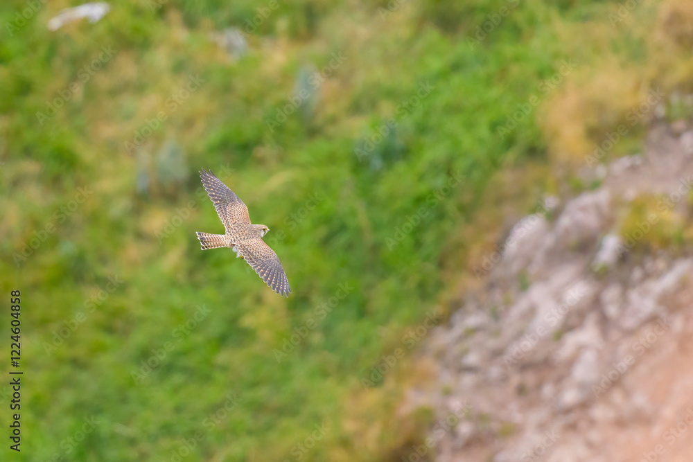A Common Kestrel in flight on a sunny day in summer A Common Kestrel in flight on a sunny day in summer