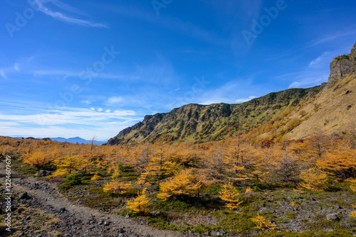 【浅間山】第一外輪山　湯の平のカラマツ