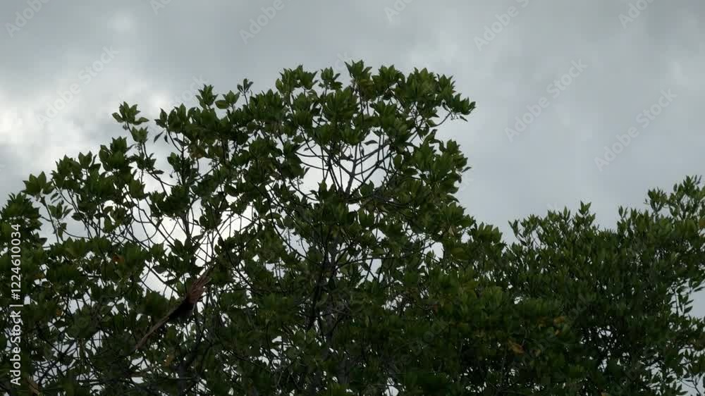 The group of Brahminy kites is flying over the river in the woods to search for food in the river. The group of Brahminy kites is flying over the river in the woods to search for food in the river.