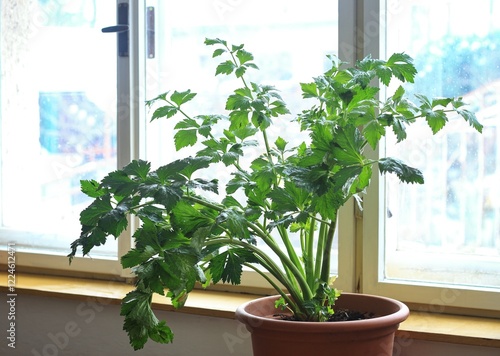 Ribbed celery transplanted into the pot for fresh stems and leaves in autumn. Ribbed celery, lat. Apium graveolens var. dulce, full of vitamins growing whole winter.