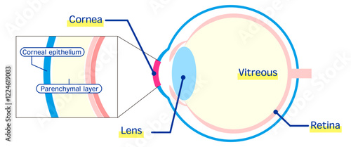 眼球の構造図-英語-（角膜、硝子体、網膜を含む断面図）