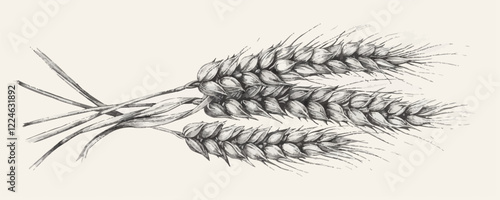 Vintage wheat vector design with grayscale detail.