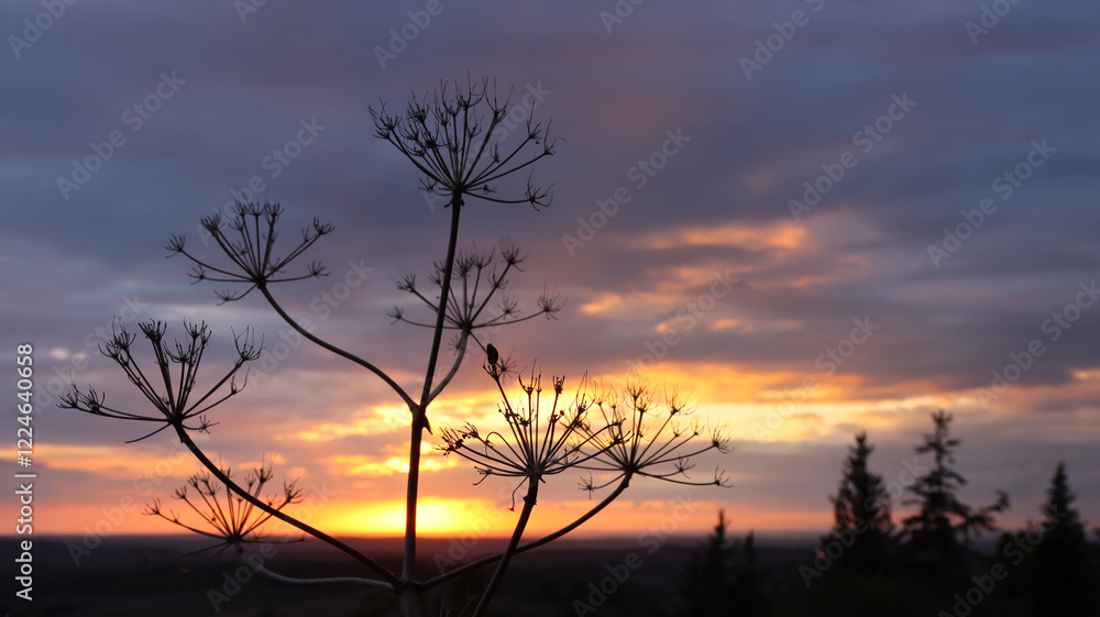 Fototapeta premium plant detail in the forest at sunset time.