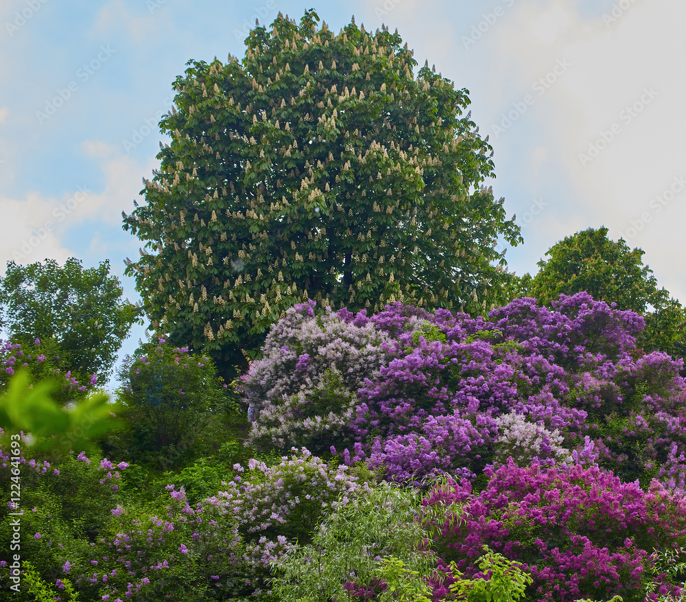 Obraz premium Beautiful Lilac Garden