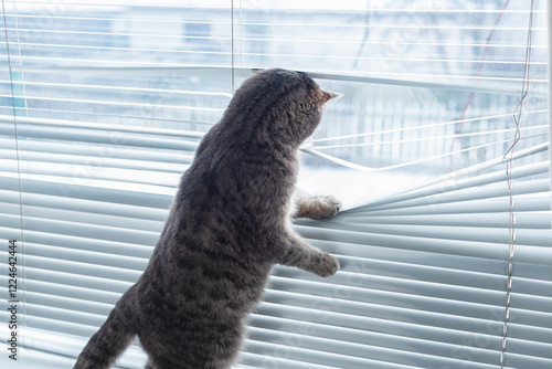 A funny gray cat sneaks through the blinds to curiously explore the world outside the window. photo