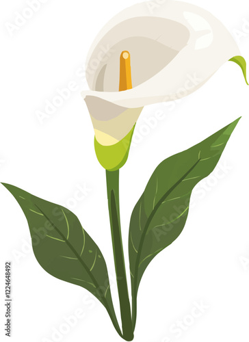 Vector calla lily with green leaves on white background.