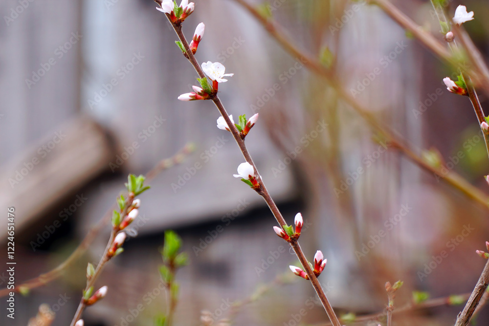 A branch with blooming white spring flowers of Prunus tomentosa A branch with blooming white spring flowers of Prunus tomentosa