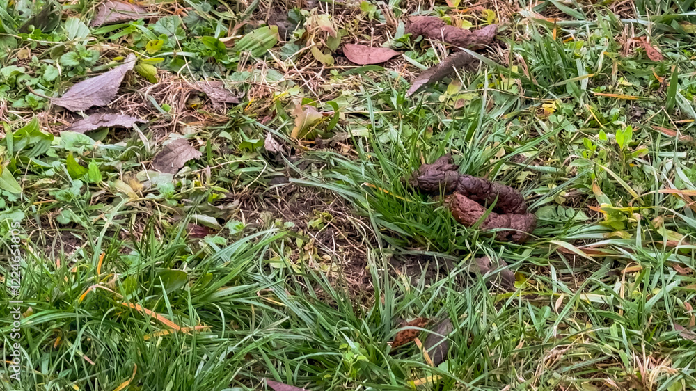 Pile of dog poop on green grass highlighting pet waste management and environmental cleanliness issues Pile of dog poop on green grass highlighting pet waste management and environmental cleanliness issues