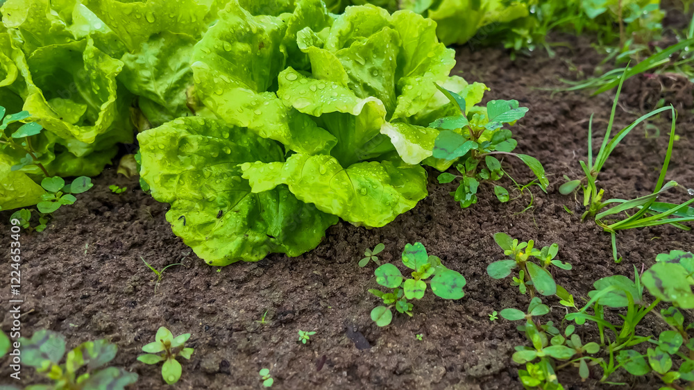 Fresh green lettuce growing in a garden bed symbolizes sustainability, organic farming, and Earth Day celebrations Fresh green lettuce growing in a garden bed symbolizes sustainability, organic farming, and Earth Day celebrations