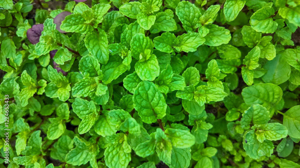 Lush green mint leaves in a garden, symbolizing freshness and herbal remedies, ideal for Earth Day celebrations Lush green mint leaves in a garden, symbolizing freshness and herbal remedies, ideal for Earth Day celebrations