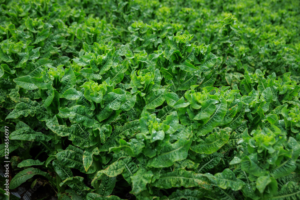 Green stem lettuce crops in garden Green stem lettuce crops in garden