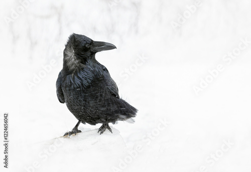 A large Raven braving Alberta's freezing cold winter photo