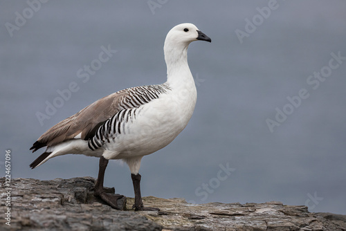 Upland Goose, handsome male on a coastal ledge, Falkland Islands photo