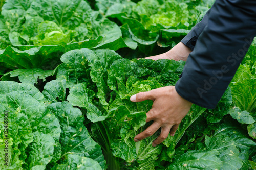 People hands picking green chinese cabbages crops in garden photo