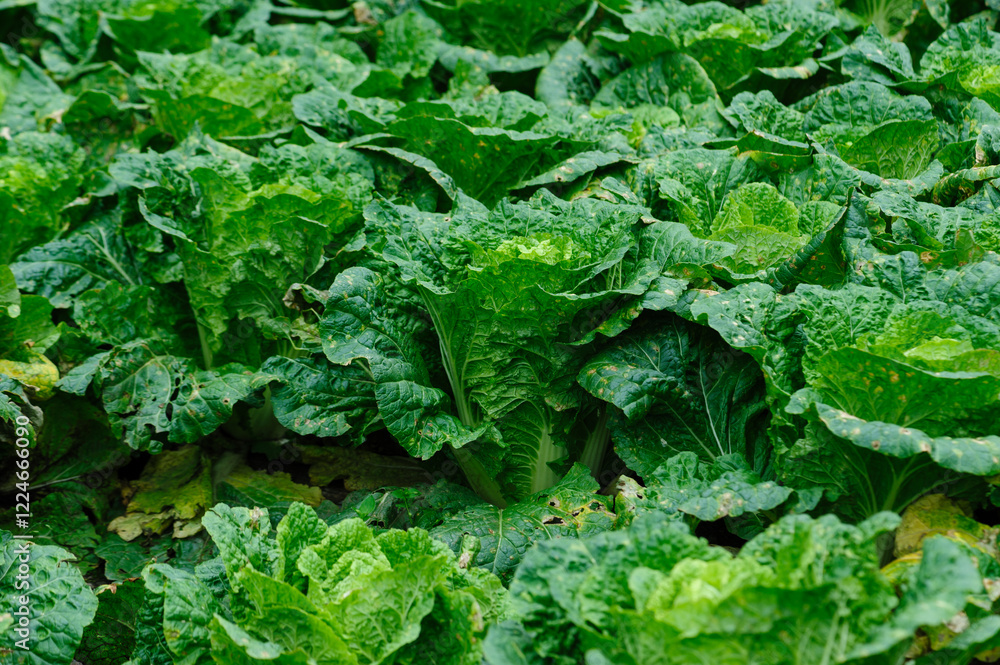 Chinese cabbage crops growing at field Chinese cabbage crops growing at field