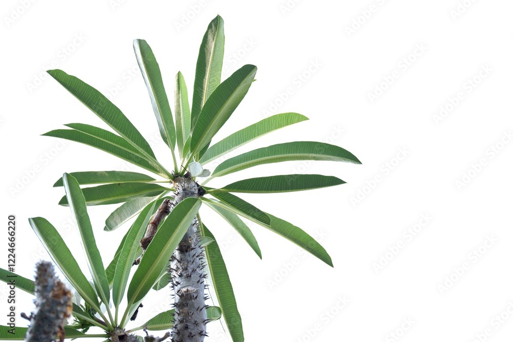 A desert tree with leaves branches on white isolated background for green foliage backdrop A desert tree with leaves branches on white isolated background for green foliage backdrop