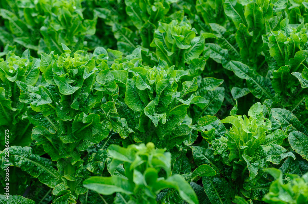 Green stem lettuce crops in garden Green stem lettuce crops in garden