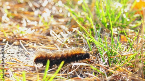 a furry caterpillar crawls in the grass