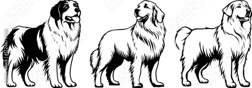 Illustrations Vectorielles de Trois Chiens de Montagne en Noir et Blanc