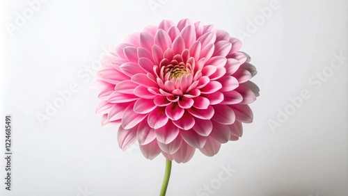 A Delicate Pink Dahlia Blossom on a Simple White Background