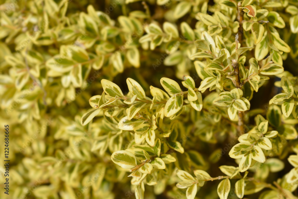 Fototapeta premium Variegated boxwood leaves