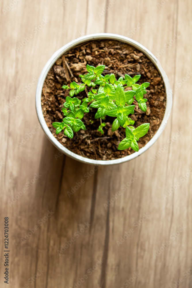 Mint grows in a pot, decorating the interior, creating an eco-friendly environment in the room, and creating a spring mood Mint grows in a pot, decorating the interior, creating an eco-friendly environment in the room, and creating a spring mood