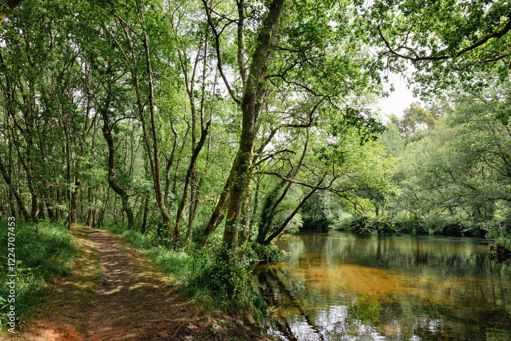 The Parga River as it passes through Guitiriz. Riverside forest. Atlantic forest. Forest in Galicia. Path, pedestrian path. The Parga River as it passes through Guitiriz. Riverside forest. Atlantic forest. Forest in Galicia. Path, pedestrian path.