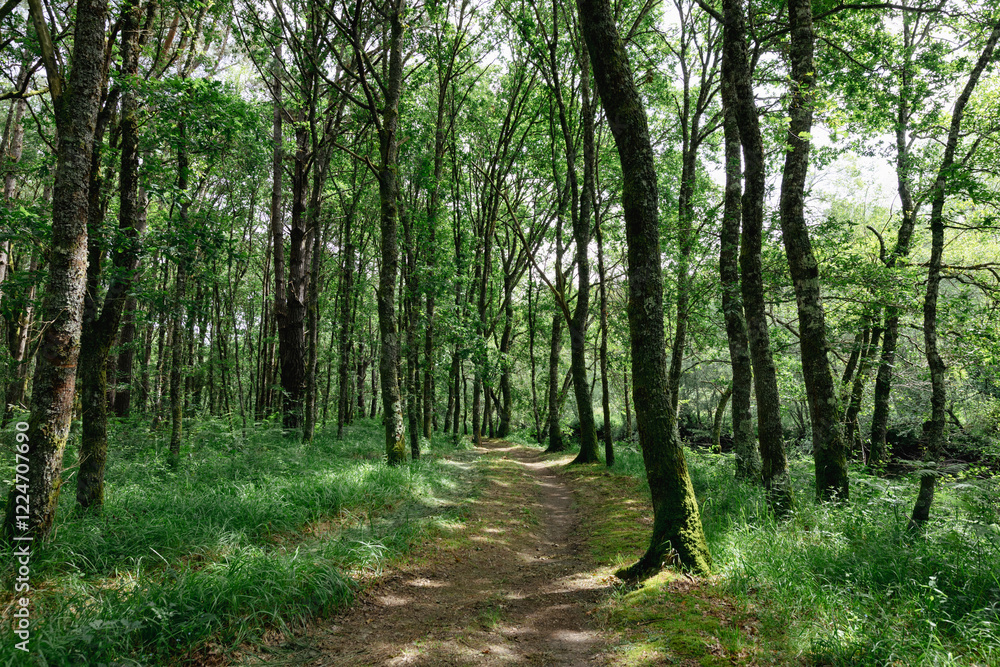 The Parga River as it passes through Guitiriz. Riverside forest. Atlantic forest. Forest in Galicia. Path, pedestrian path.