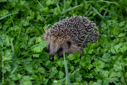 Hérisson sauvage dans son habitat naturel, en plein air, dans la nature, se déplaçant dans l'herbe. Scène au crépuscule. photo