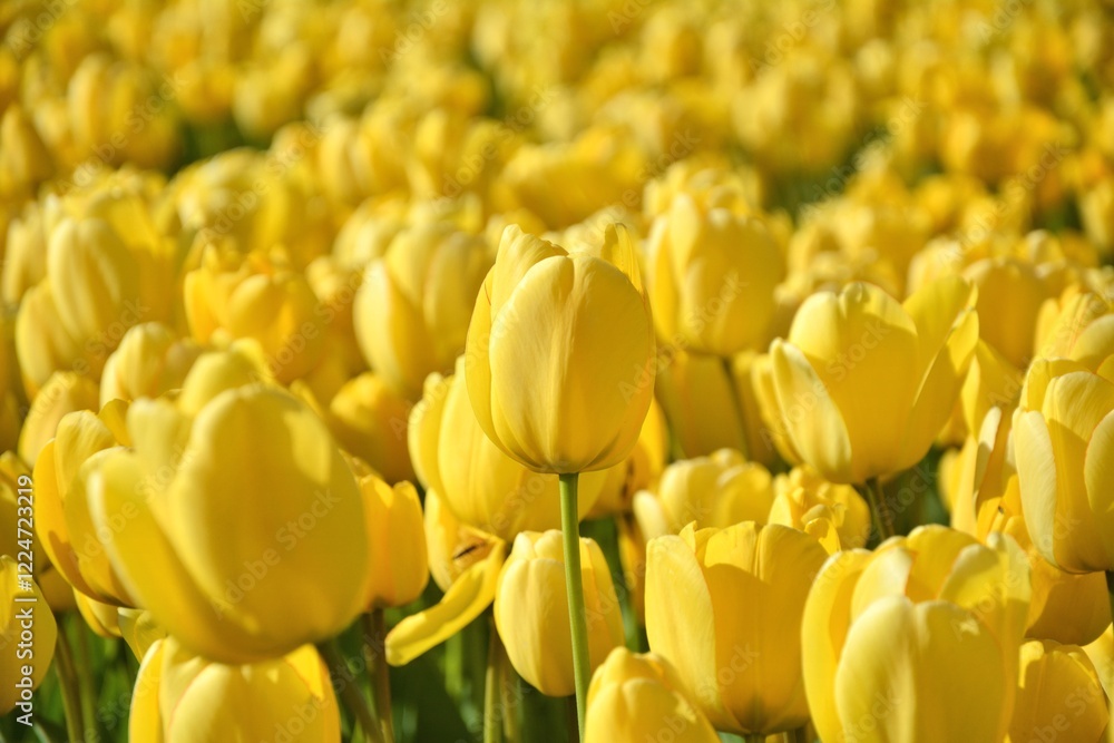Yellow tulips flower field in Netherlands, Europe. Spring flowers background Yellow tulips flower field in Netherlands, Europe. Spring flowers background