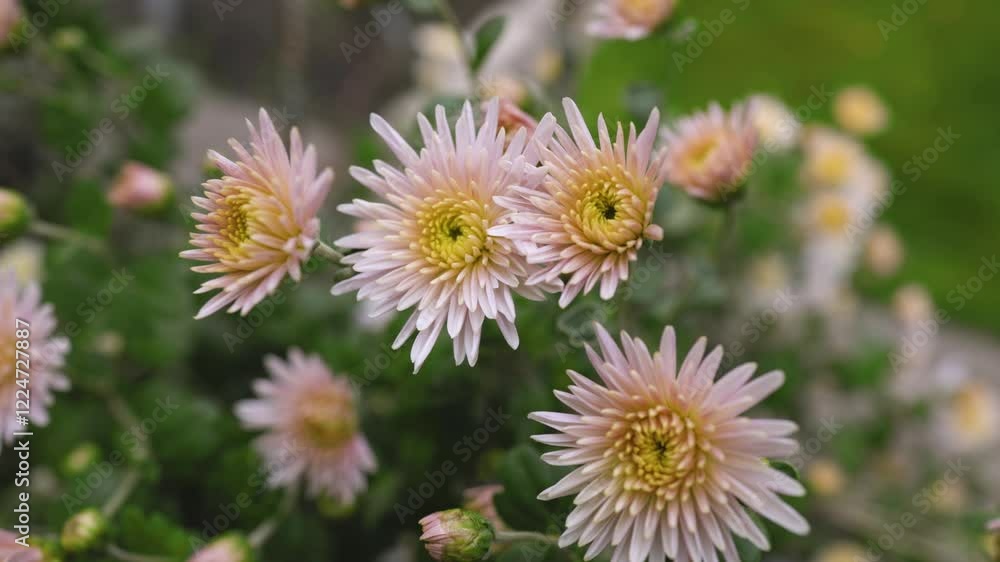Chrysanthemums flower, sometimes called mums or chrysanths. Chrysanthemums flower, sometimes called mums or chrysanths.