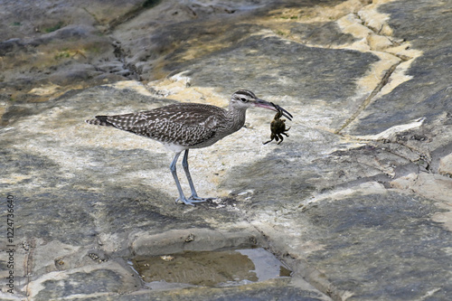 チュウシャクシギ Whimbrel photo