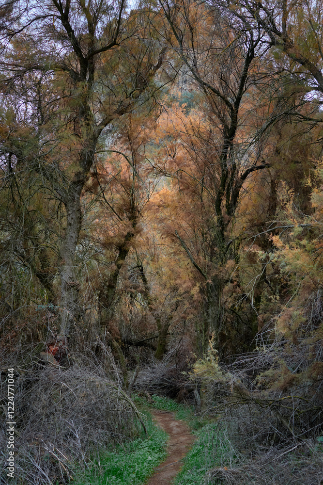 Obraz premium riverside forest formed by tamarisk (Tamarix gallica) and other plant species that form part of the Mediterranean riverside forest in Seville, Spain.