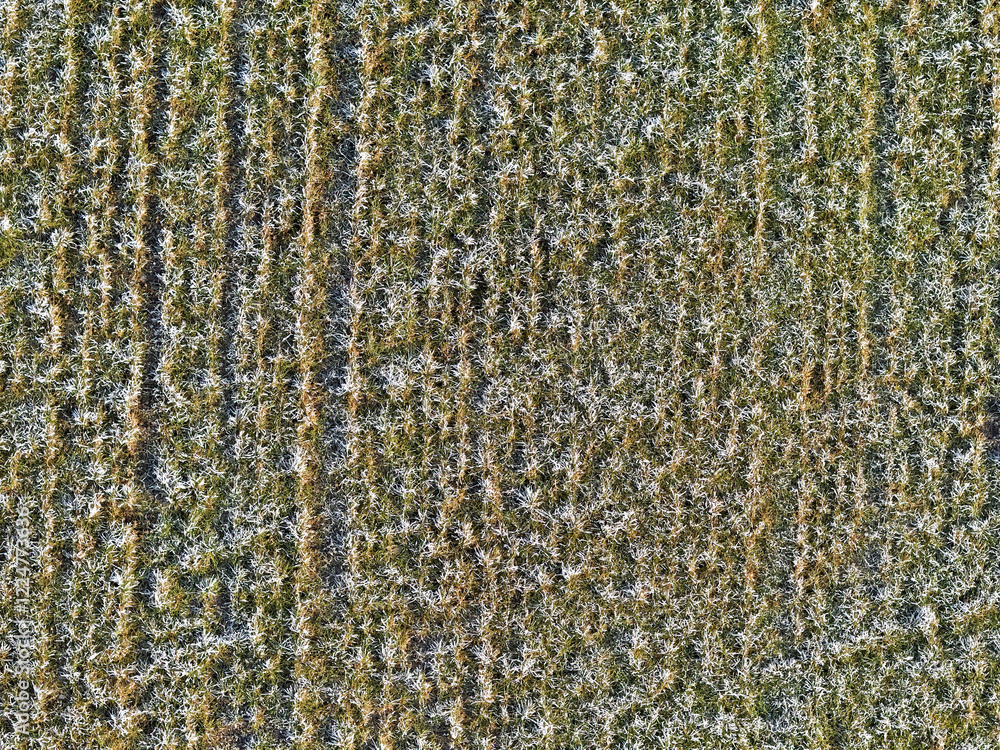© A.Freund - field covered with hoarfrost in winter taken from above, drone photo