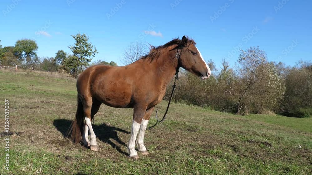 Horses graze in the field. Agriculture. Caring for horses. Horses graze in the field. Agriculture. Caring for horses.