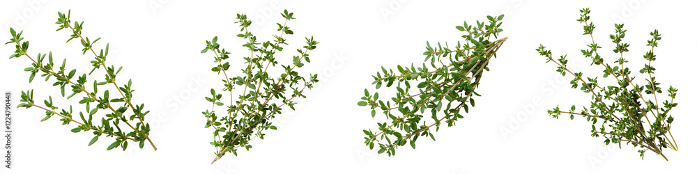 Flourishing Green Foliage Backdrop with Leafy Plants and Herbs Flourishing Green Foliage Backdrop with Leafy Plants and Herbs