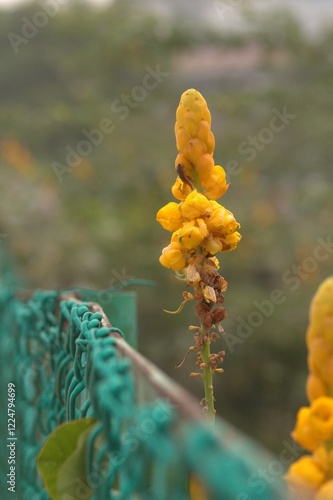 Close-up of a Yellow Senna Alata (Candle Bush) Flower with an Ant
