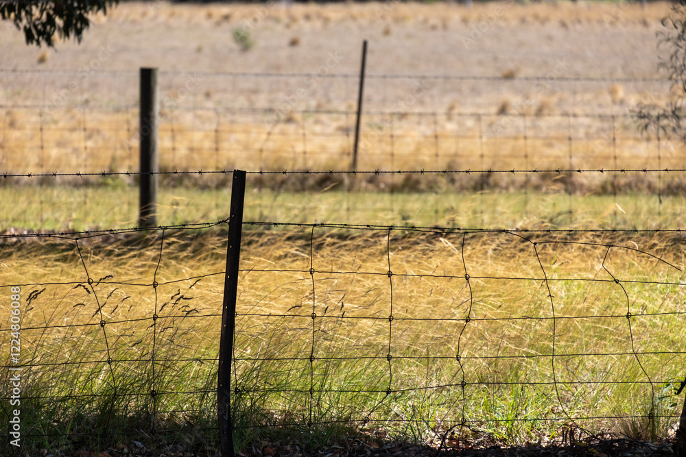 Fototapeta premium An old wire fence with metal posts stretches across a rural agricultural Australian farmland with dry grass field. Wire mesh fencing against drought-affected pasture.